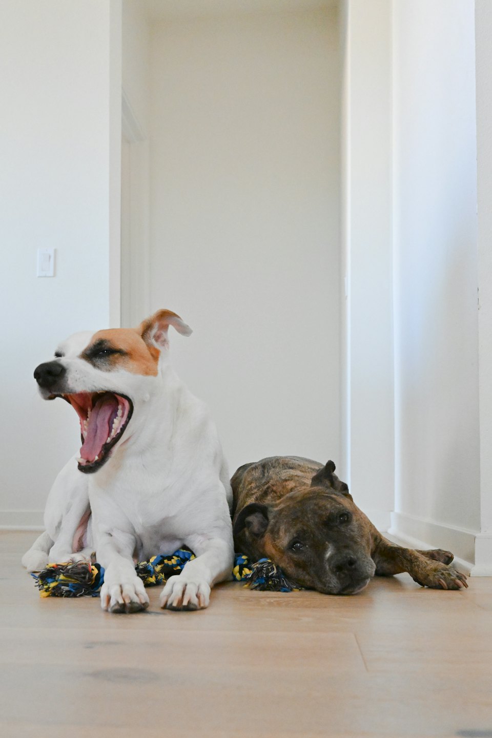 Two dogs resting on a wooden floor with a toy.