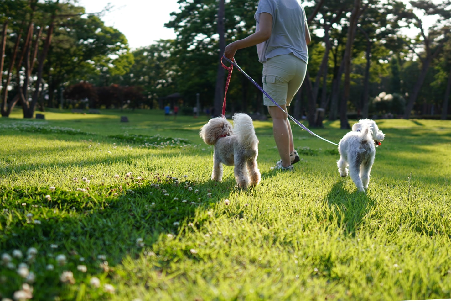 A person walks two fluffy dogs across a park lawn.